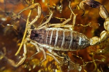 Các nhà khoa học chế ra thuốc chữa ung thư từ nọc độc bọ cạp