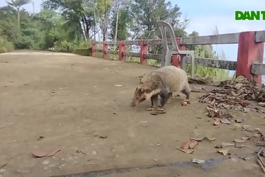 Động vật quý hiếm liên tục trên núi rừng Bạch Mã