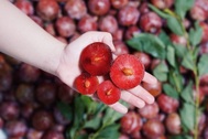 Loại quả chua ngọt đang vào mùa giúp thanh nhiệt, kích thích tiêu hóa