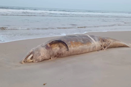 Cá voi nặng gần nửa tấn dạt vào bờ biển Quảng Trị