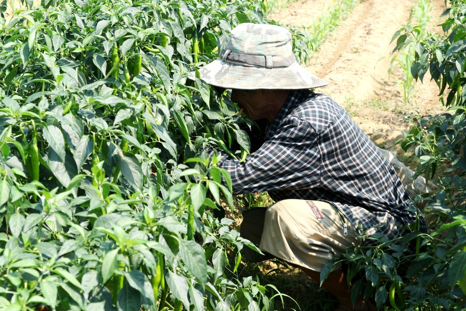 Nông dân đứng ngồi không yên vì ớt xuất khẩu rớt giá, đầu ra bấp bênh - 6 Nông dân đứng ngồi không yên vì ớt xuất khẩu rớt giá, đầu ra bấp bênh - 6