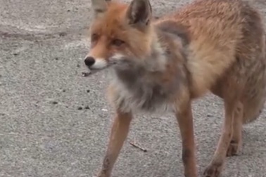 Cáo đói mê xúc xích