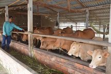 Anh nông dân có tài sản trăm triệu đồng từ 2 chú bò do Nhà nước hỗ trợ