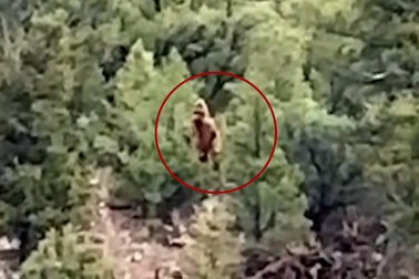 Cảnh tượng sinh vật kỳ dị xuất hiện giữa rừng khiến đoàn thám hiểm sững sờ