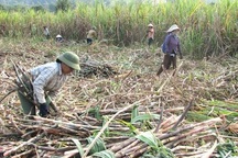 Vì sao Hiệp hội mía đường "lép vế" trong cuộc chiến với bầu Đức?