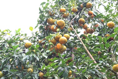 Thủ phủ cam bù rạo rực đón Tết