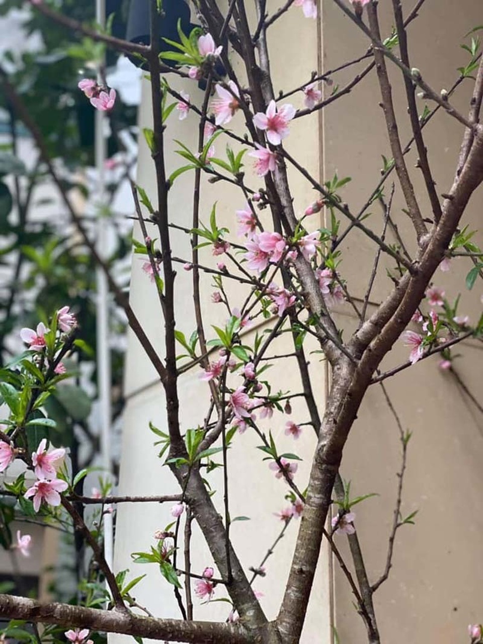 Năm nay rất lạ: Đào rừng nở giữa thu, Hà thành tới tấp đặt mua - 1 Năm nay rất lạ: Đào rừng nở giữa thu, Hà thành tới tấp đặt mua - 1