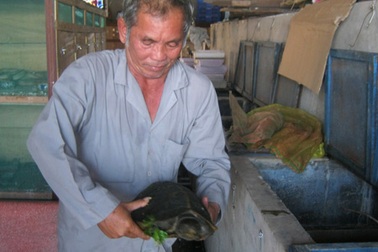 Săn lùng rùa núi đưa lên... bàn nhậu