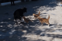 Đàn mèo hung hăng thình lình tấn công cả chó dữ