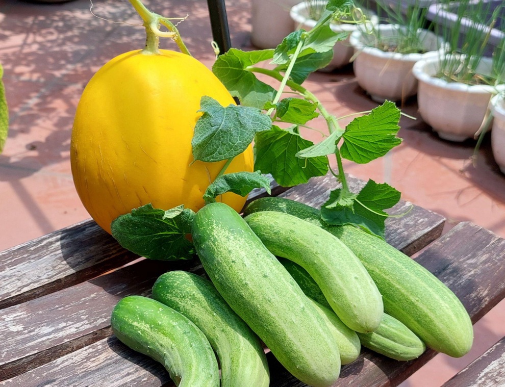 Vườn rau trái sai trĩu quả như siêu thị nông sản của mẹ đảm Hà thành - 11