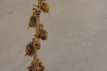 Hoa rồng mang vẻ đẹp đáng sợ của những chiếc đầu lâu