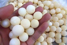 Trứng ba ba "thần dược": Vợ chồng tẩm bổ mỗi bữa 50 quả