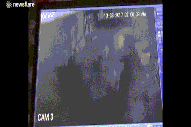 Bầy sư tử lẻn vào làng tìm đồ ăn, bị bò đuổi chạy “té khói”