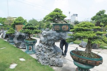 Mục sở thị khu vườn gần 1.000 cây cảnh bonsai hiếm có đất Hà Thành