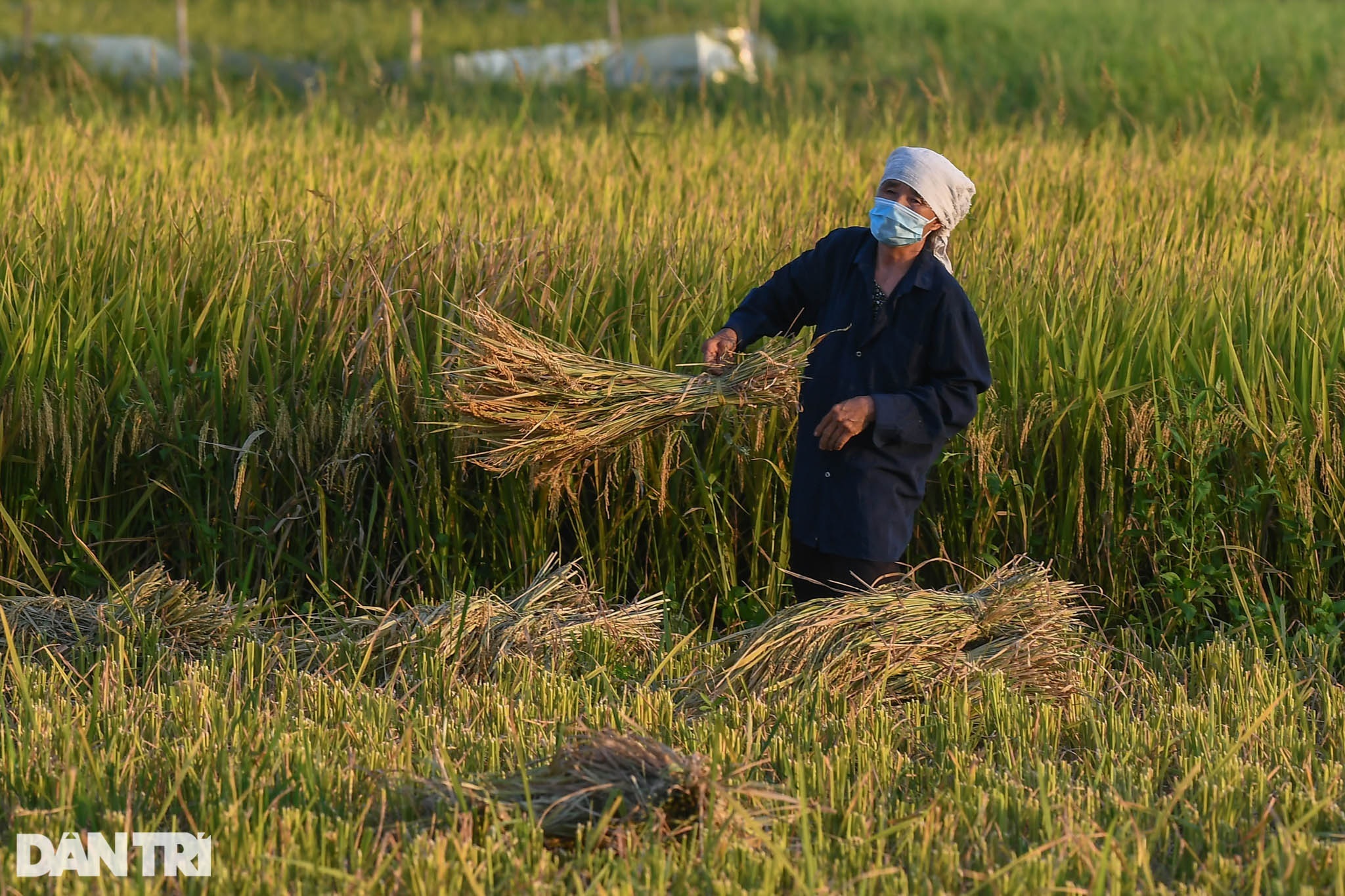 Tâm dịch Bắc Ninh: Nông dân không ra đồng, lúa và hoa màu tự chất đầy nhà - 12 Tâm dịch Bắc Ninh: Nông dân không ra đồng, lúa và hoa màu tự chất đầy nhà - 12