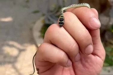 Cận cảnh một cá thể rắn cườm non được bắt gặp tại TPHCM