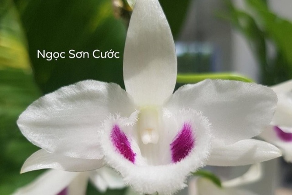 Lan đột biến giao dịch chục tỷ đồng, nhiều người chỉ coi như cọng rau muống - 2 Lan đột biến giao dịch chục tỷ đồng, nhiều người chỉ coi như cọng rau muống - 2