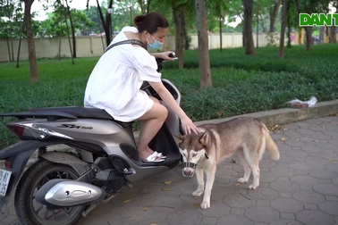 Chó không rọ mõm, thả rông khắp nơi công cộng ở Hà Nội