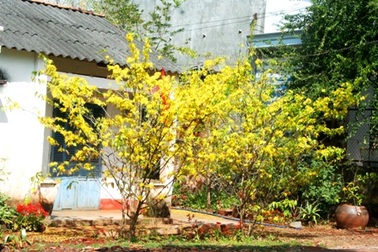 Ngắm mai vàng miền Nam nở rộ trước hiên nhà