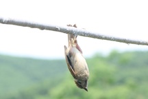 Theo chân thợ săn tận diệt chim sẻ