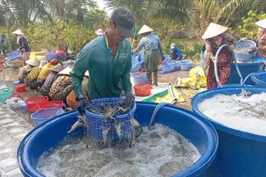 Cà Mau: Giảm nghèo gắn với thích ứng biến đổi khí hậu