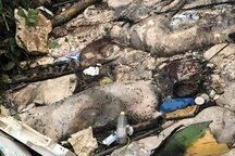 Kinh hãi nhiều xác lợn chết nổi trên sông Hương, ngay gần lò mổ