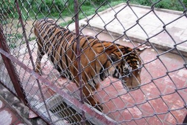 UBND tỉnh cho dùng hổ chết bào chế thuốc