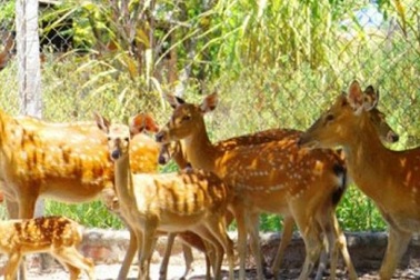 Bỏ nuôi bò sang hươu, nai lấy nhung, thu trăm triệu mỗi năm