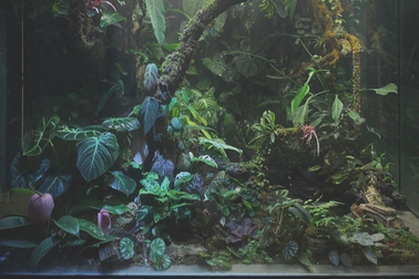 Lạ lùng chàng trai Hà Nội "xây rừng" trong căn chung cư tầng 18