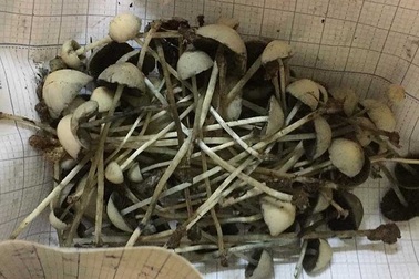 Ăn nấm ‘thức thần’: Thú vui chết người của giới trẻ