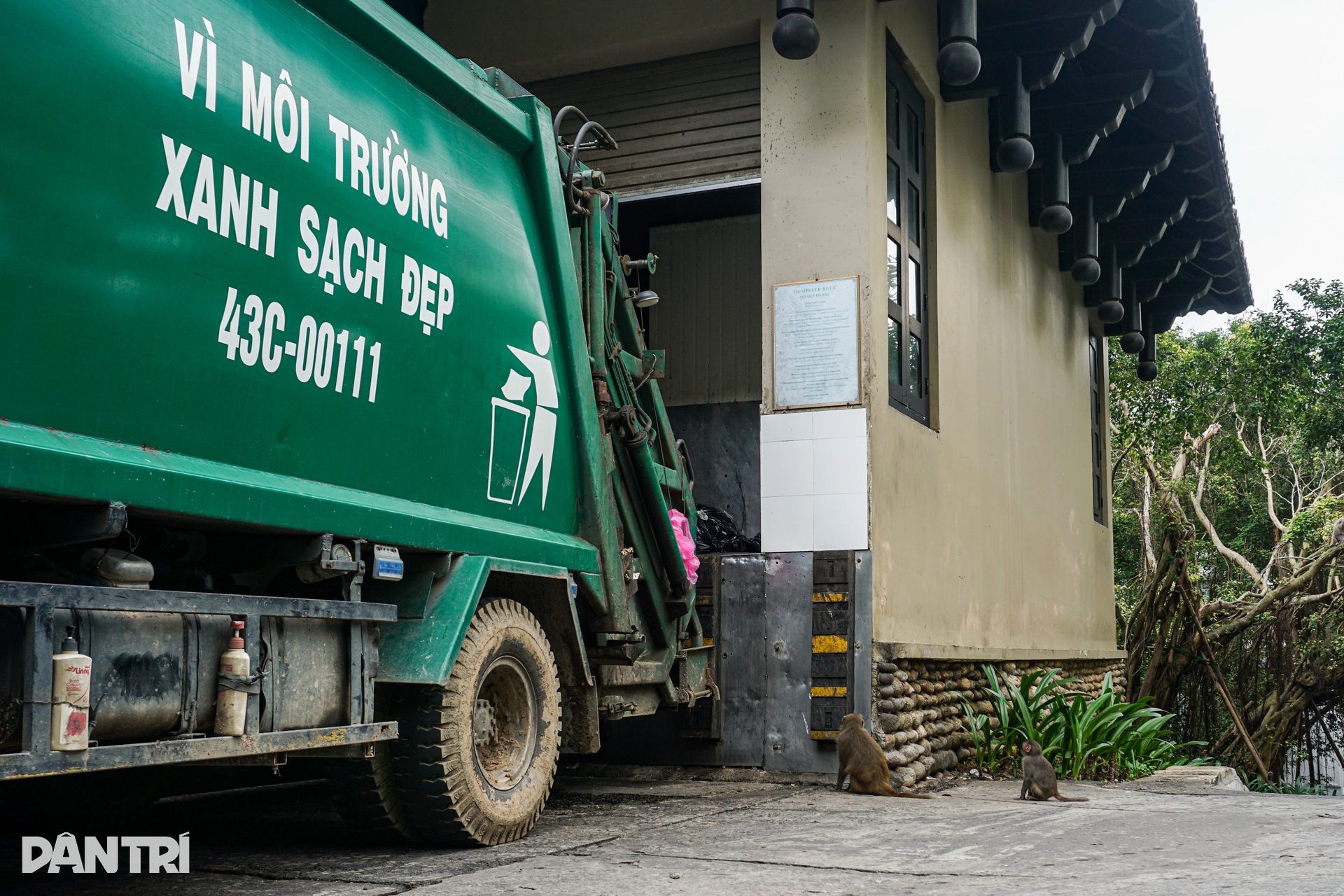 Khỉ ở Sơn Trà từ chủ nhà thành kẻ ăn xin - 3