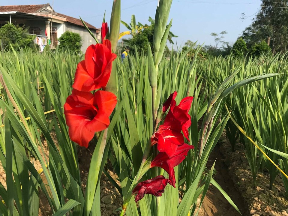 Cho hoa ngủ đông đợi Tết - 2 Cho hoa ngủ đông đợi Tết - 2
