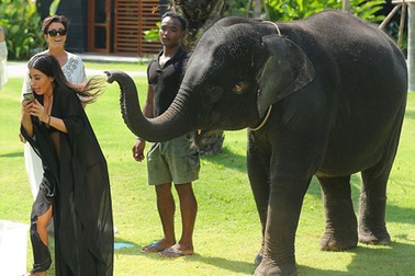 Kim bỏ chạy vì bị voi…. chọc ghẹo
