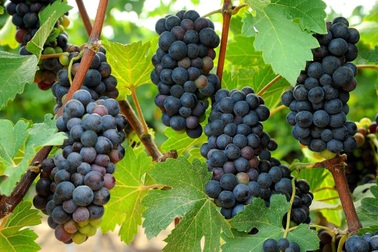 Hành trình nho rượu chuẩn châu Âu đầu tiên tại Việt Nam