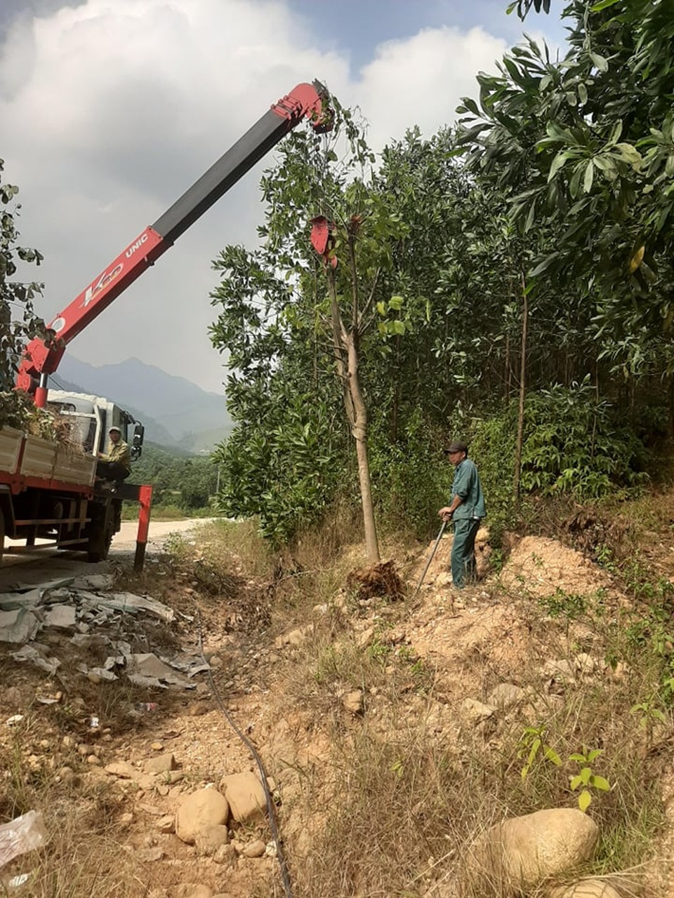 Hàng cây hoa ban tiền tỉ vô chủ: Sắp lộ diện người trồng? - 2 Hàng cây hoa ban tiền tỉ vô chủ: Sắp lộ diện người trồng? - 2