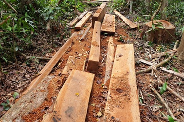 Phát hiện vụ phá rừng ở Bắc Trà My với hơn 25m3 gỗ