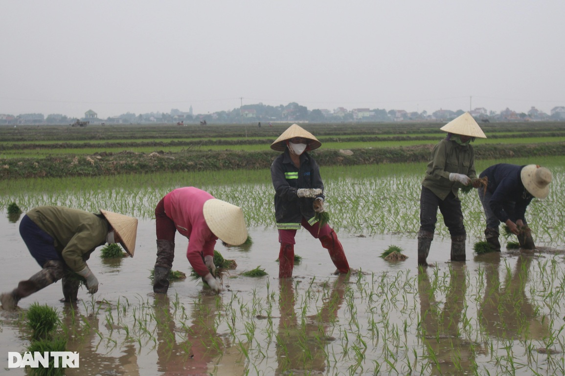 Nghề bán mặt cho đất, bán lưng cho trời kiếm 300 nghìn mỗi ngày - 1 Nghề bán mặt cho đất, bán lưng cho trời kiếm 300 nghìn mỗi ngày - 1