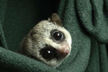 Bí mật ngủ đông của động vật có thể giúp con người chinh phục vũ trụ