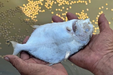 Nhiều bè cá bị ảnh hưởng sau sự cố tràn dầu ở huyện Cần Giờ