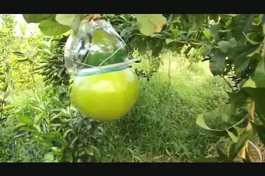 Cận cảnh vườn đào tiên hồ lô chơi tết ở Hậu Giang