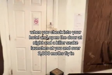 Đặt khách sạn giữa rừng, khách hoảng loạn thấy rắn và bướm đậu kín phòng