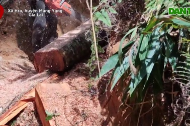 Cận cảnh lâm tặc "xẻ thịt" rừng xanh, gỗ lậu nối đuôi xuống núi