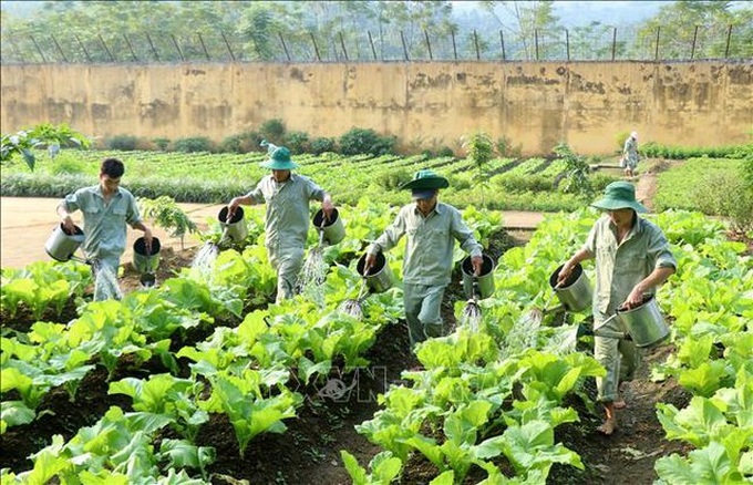 Học viên đang tăng gia sản xuất tại Cơ sở cai nghiện số 1 tỉnh Lào Cai