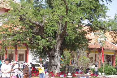 Mời chuyên gia tư vấn chăm sóc cây me di sản thời Tây Sơn