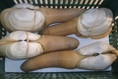 Tu hài to nhất thế giới giá 10 triệu đồng/con: Cả nhà chia nhau từng miếng tẩm bổ