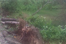 Lốc lớn thổi bay nhiều mái nhà, cây cối tại Hà Tĩnh