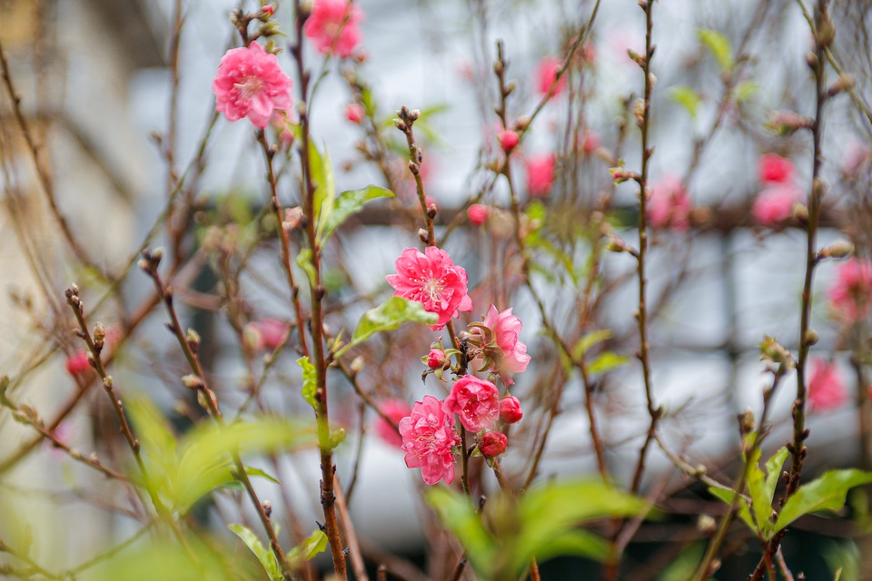Ngắm đào Nhật Tân xuống phố khoe sắc sớm - 9 Ngắm đào Nhật Tân xuống phố khoe sắc sớm - 9