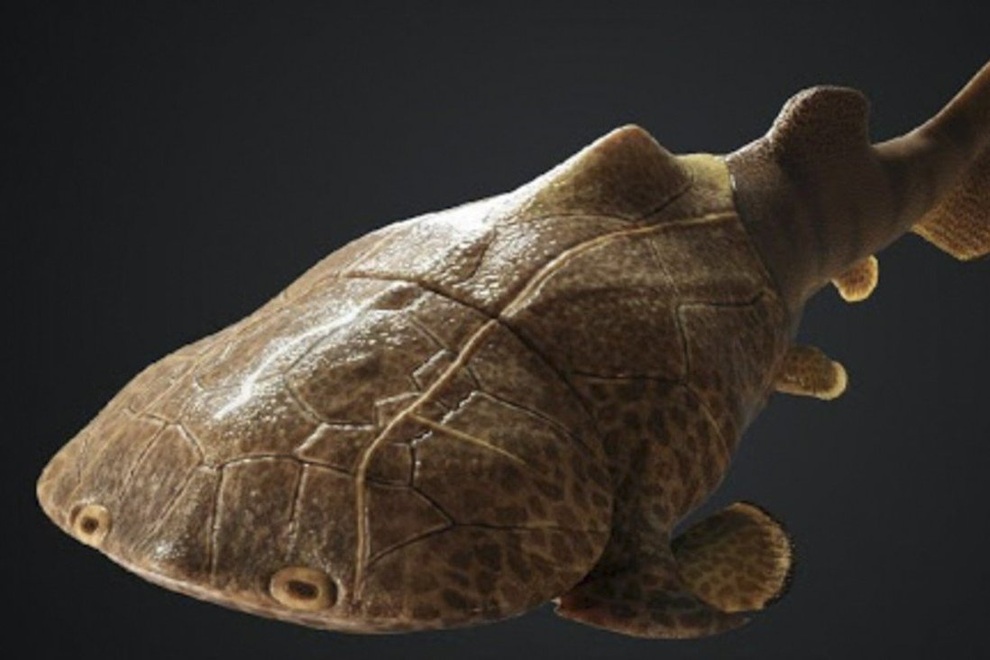 Phát hiện dấu tích loài cá da cứng như áo giáp, có họ hàng ở Việt Nam - 1