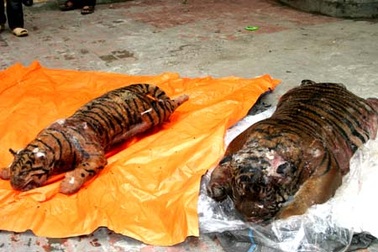 Tạm giữ hình sự 5 đối tượng buôn hổ