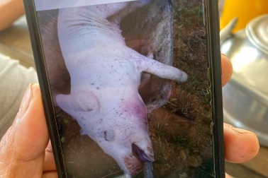 Một xã ghi nhận 214 con lợn chết, người dân đào hố sẵn chờ tiêu hủy